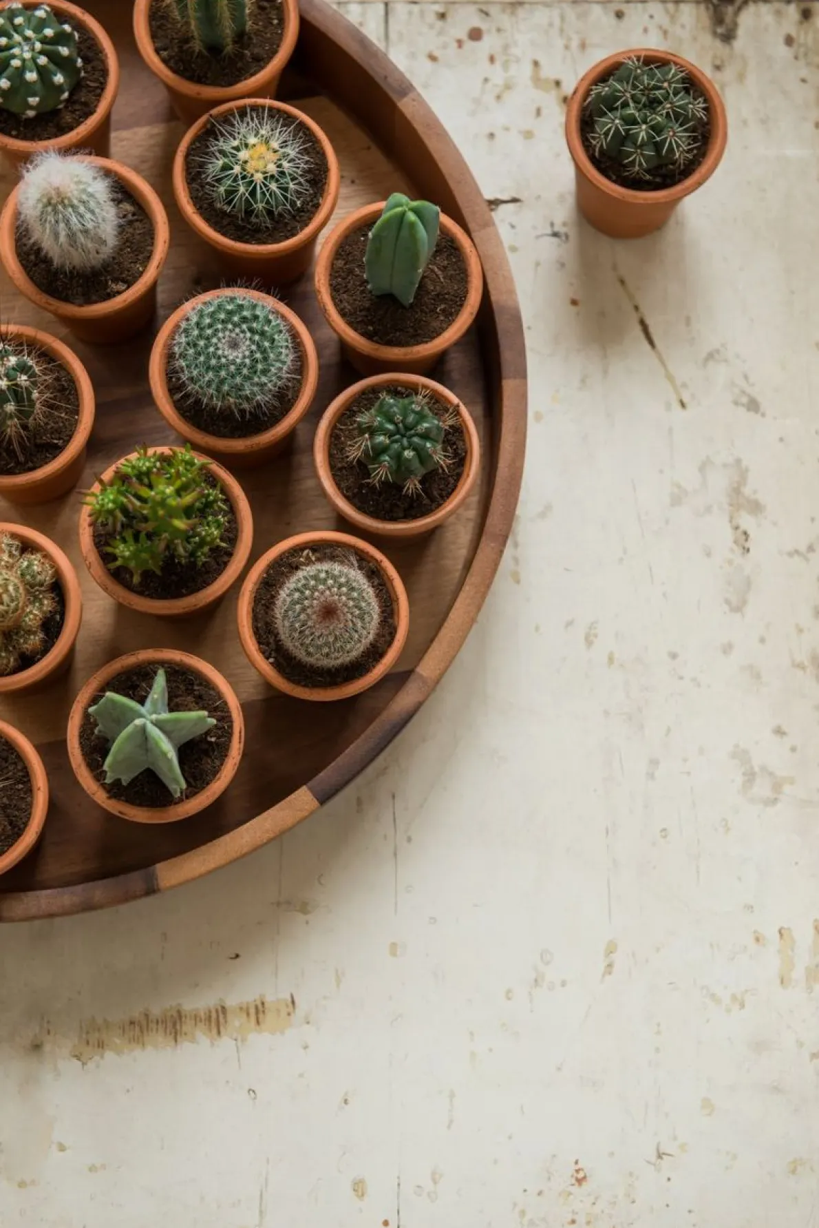 Bloempotje, terracotta, Ø 6,5 cm