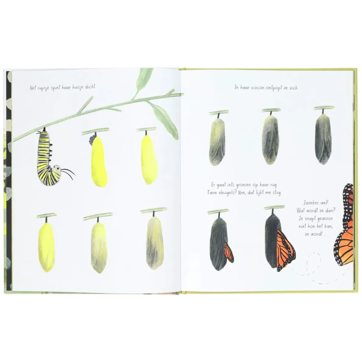 De monarchvlinder, Kirsten Hall