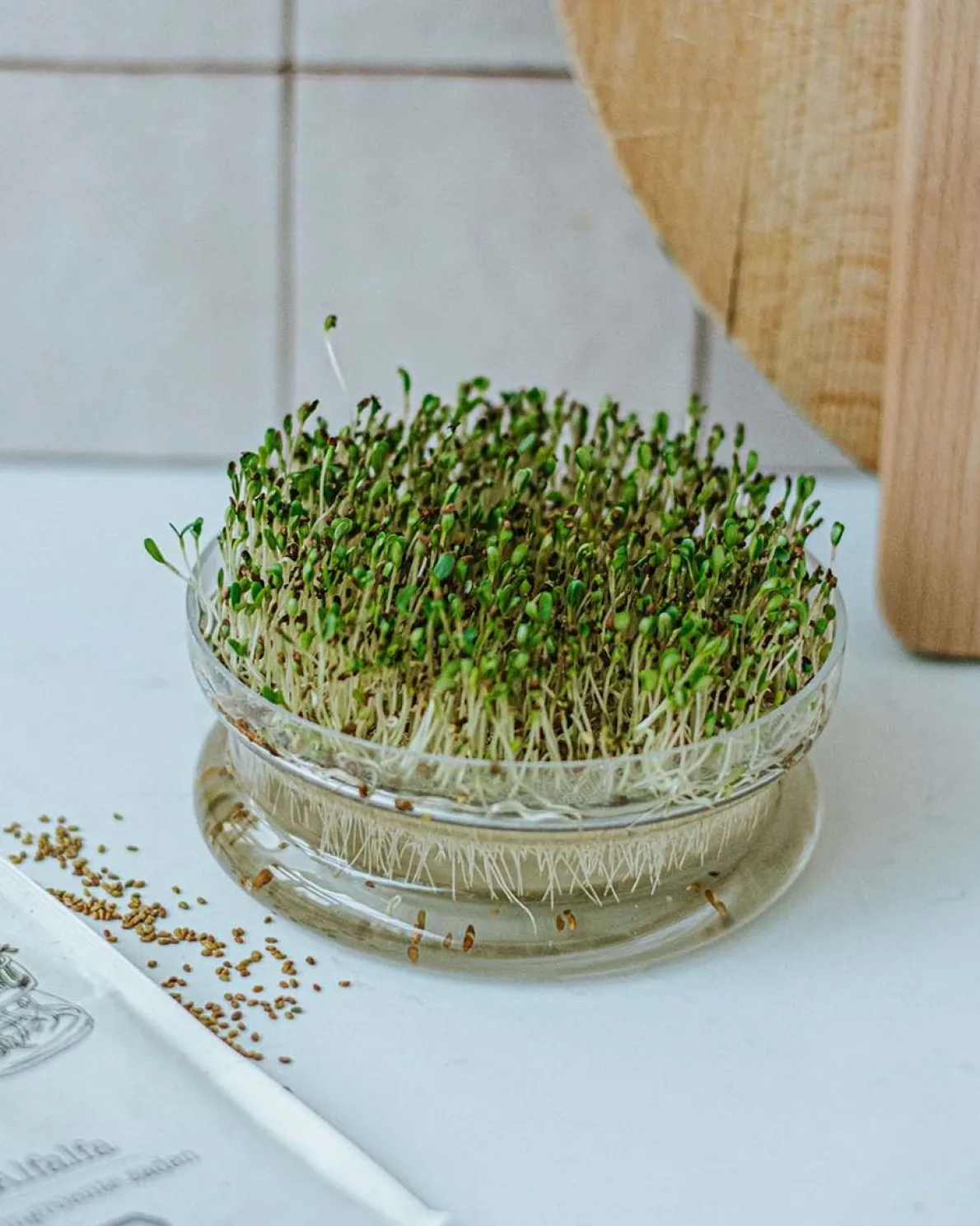 Kiemgroente, biologisch, radijskers, 25 g