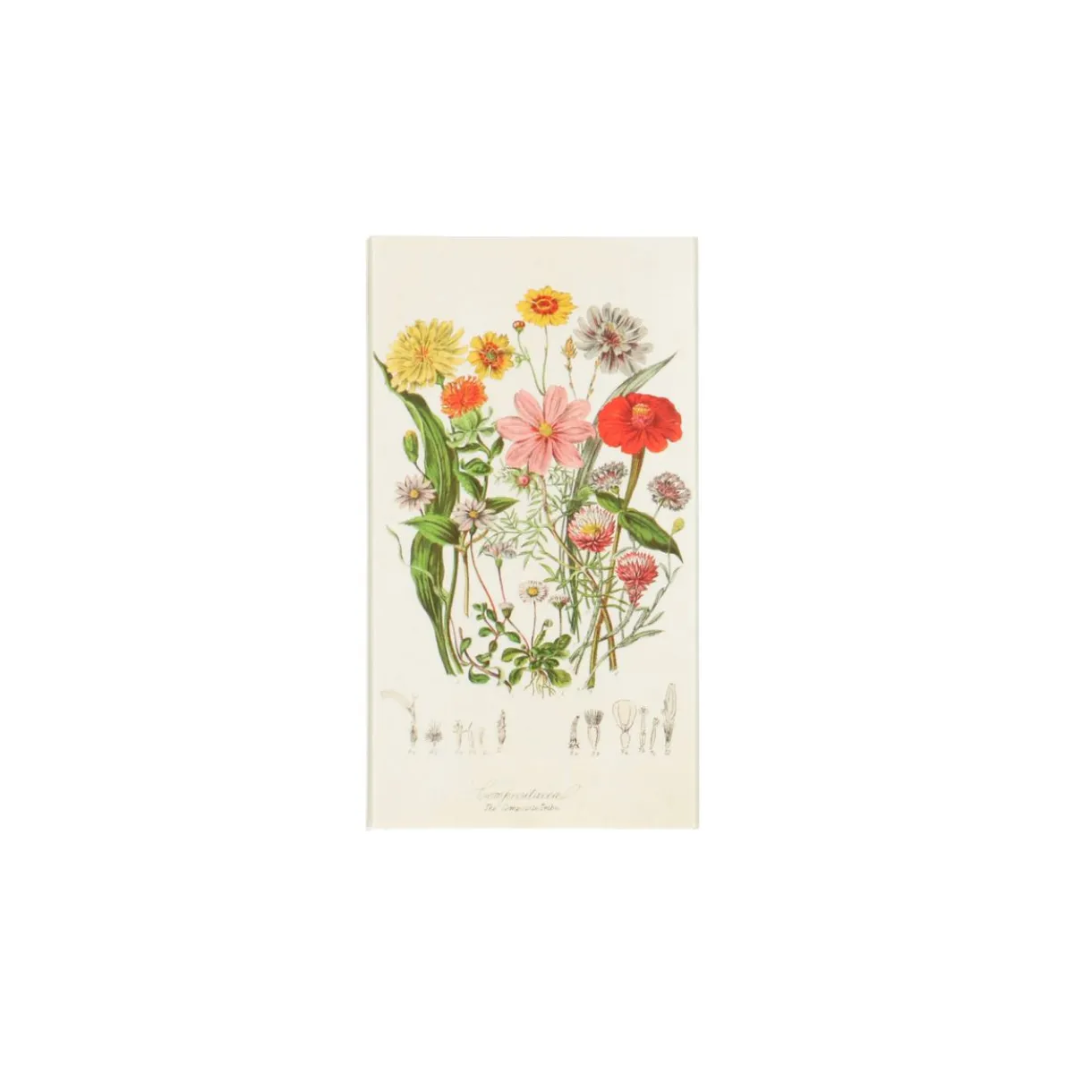 Lucifers, wilde bloemen