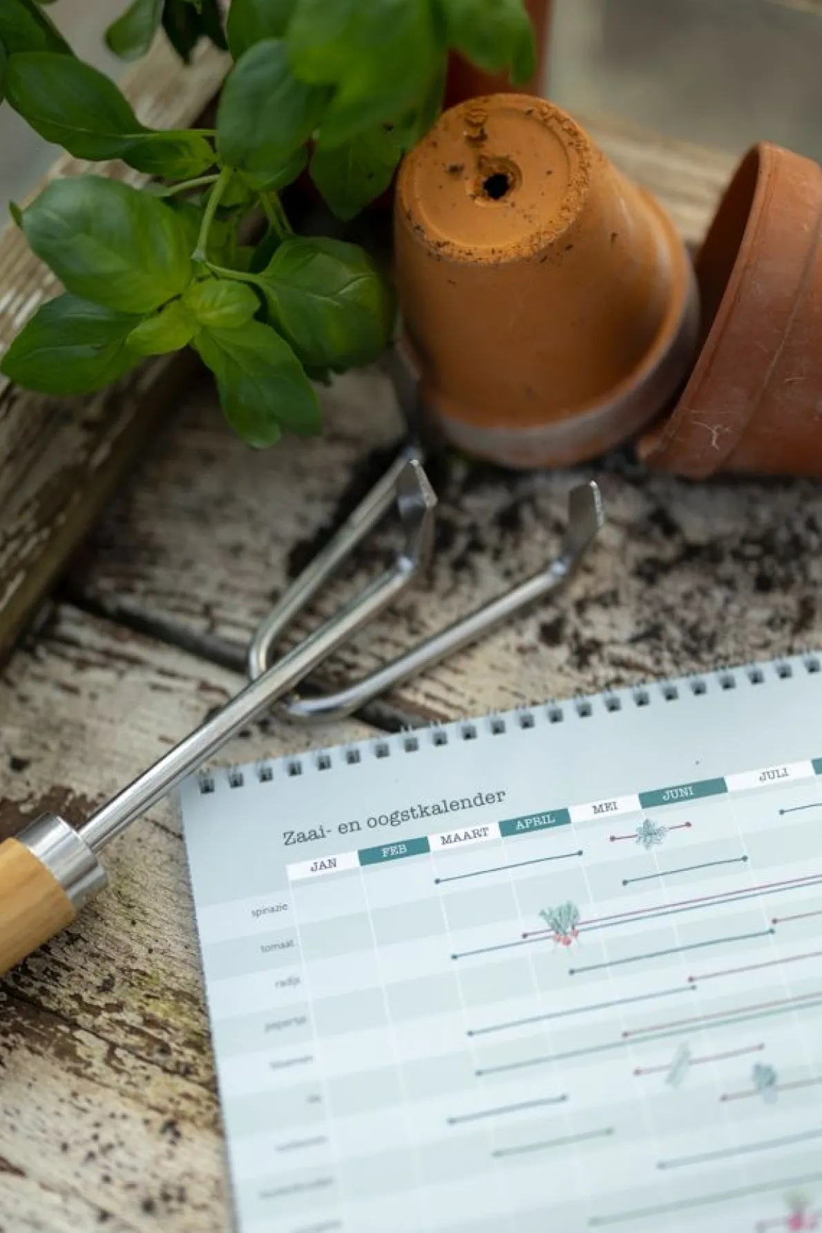 Oogstkalender, Dille & Kamille