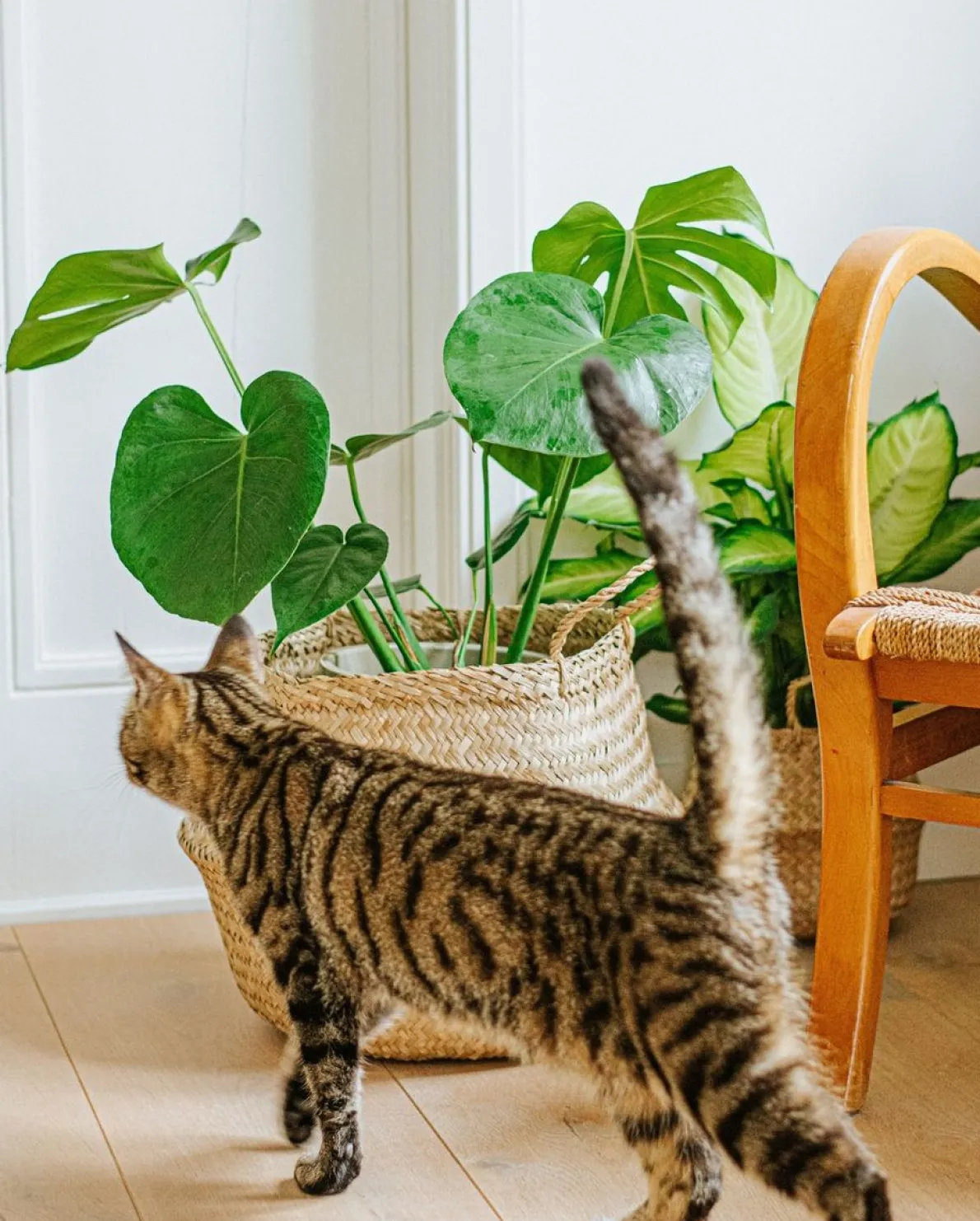 Oogstmand, zeegras, Ø 17 cm