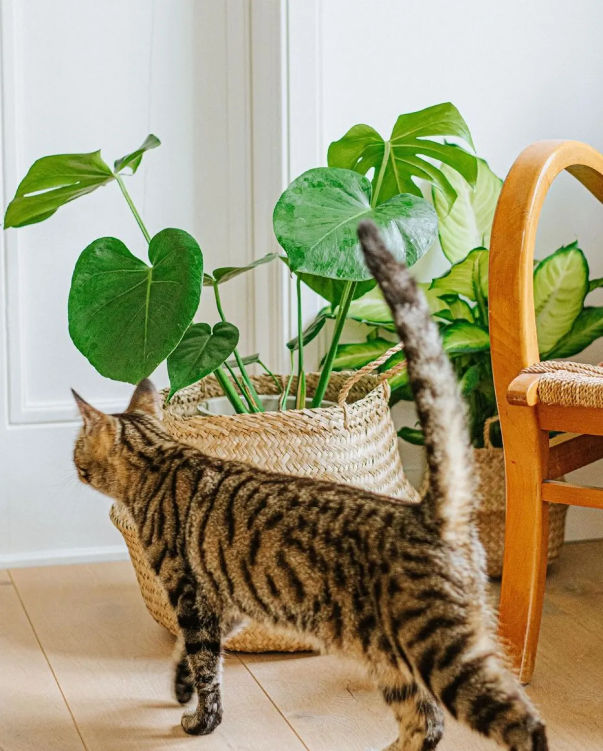 Oogstmand, zeegras, Ø 17 cm