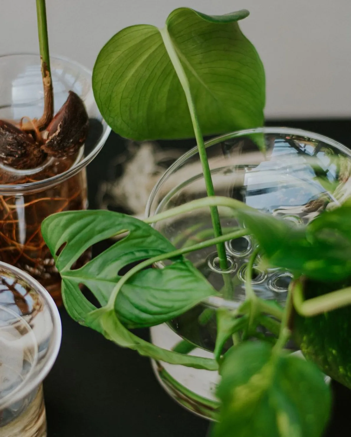 Stek- en kiemvaasje, glas, klein