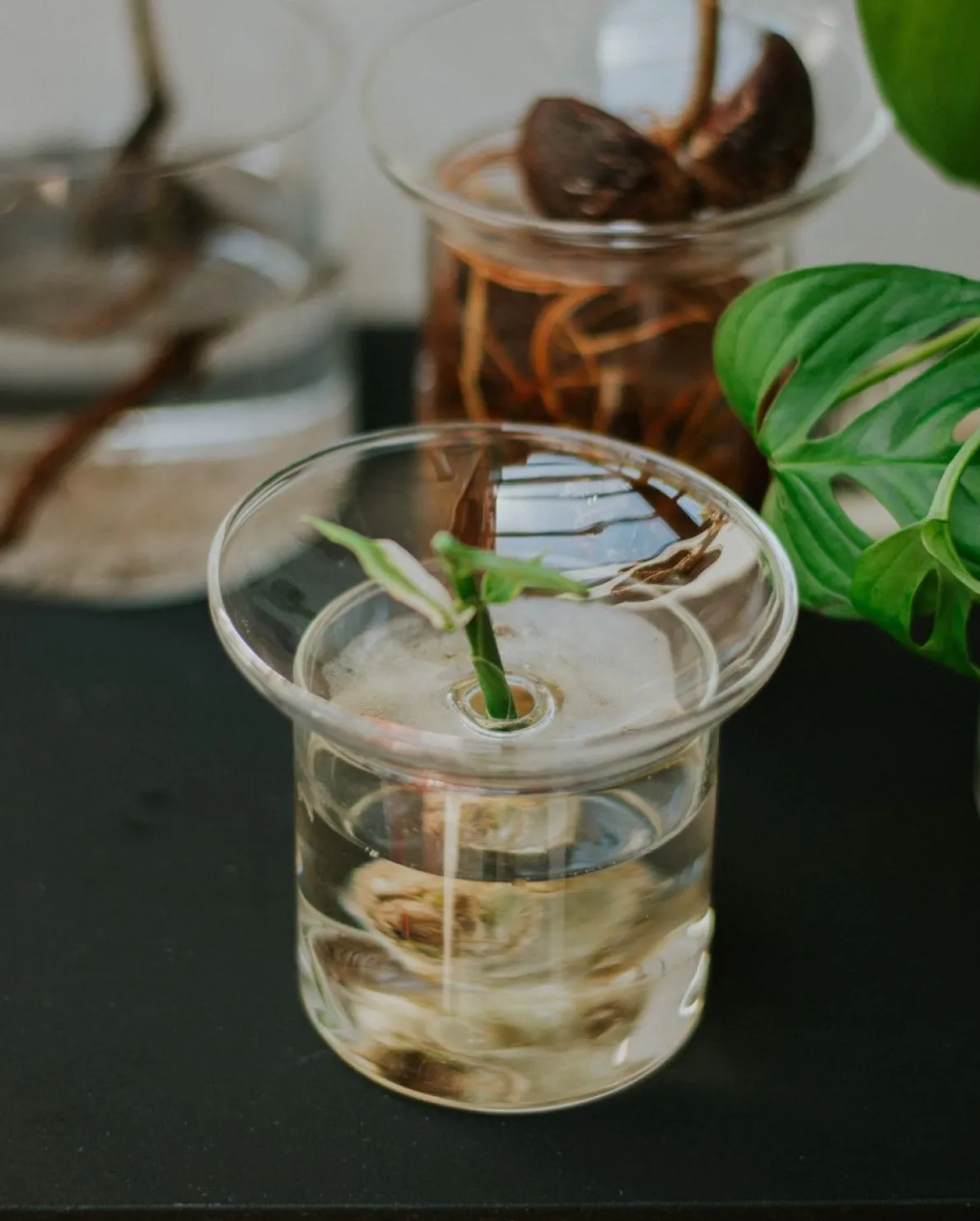 Stek- en kiemvaasje, glas, klein