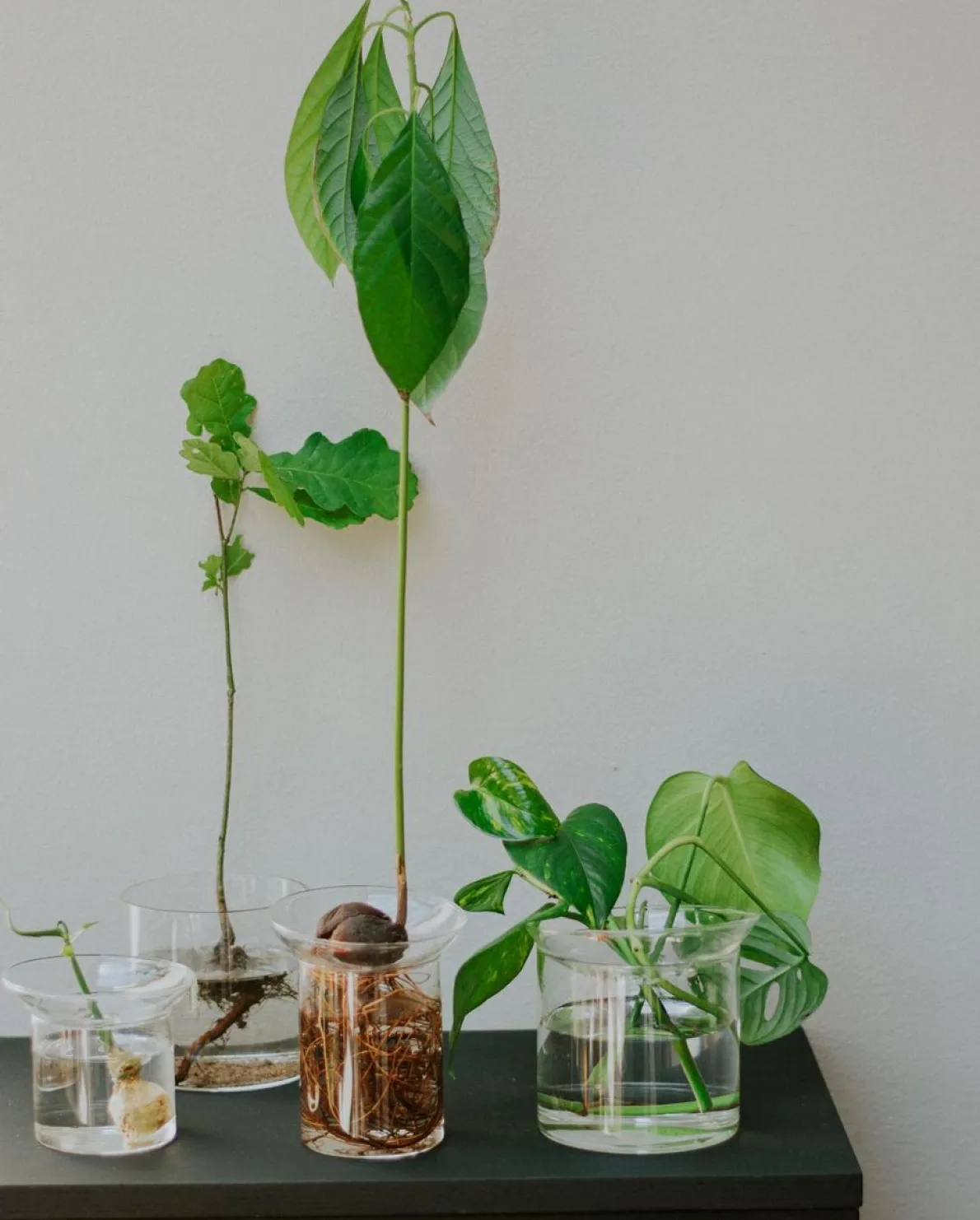 Stek- en kiemvaasje, glas, klein