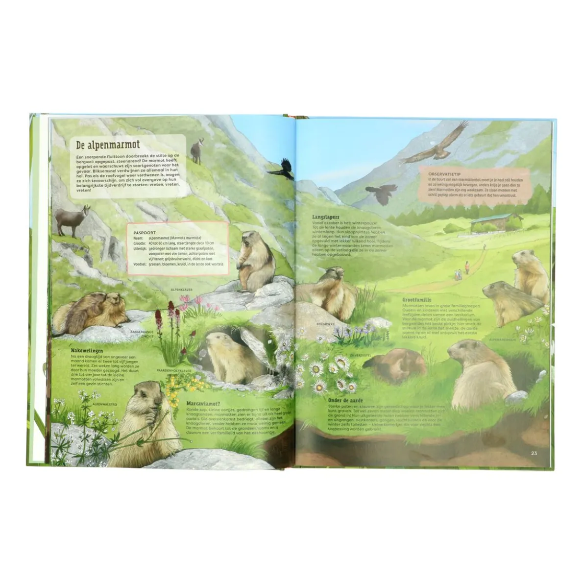 Wat leeft er in de wei?, Ilka Sokolowski